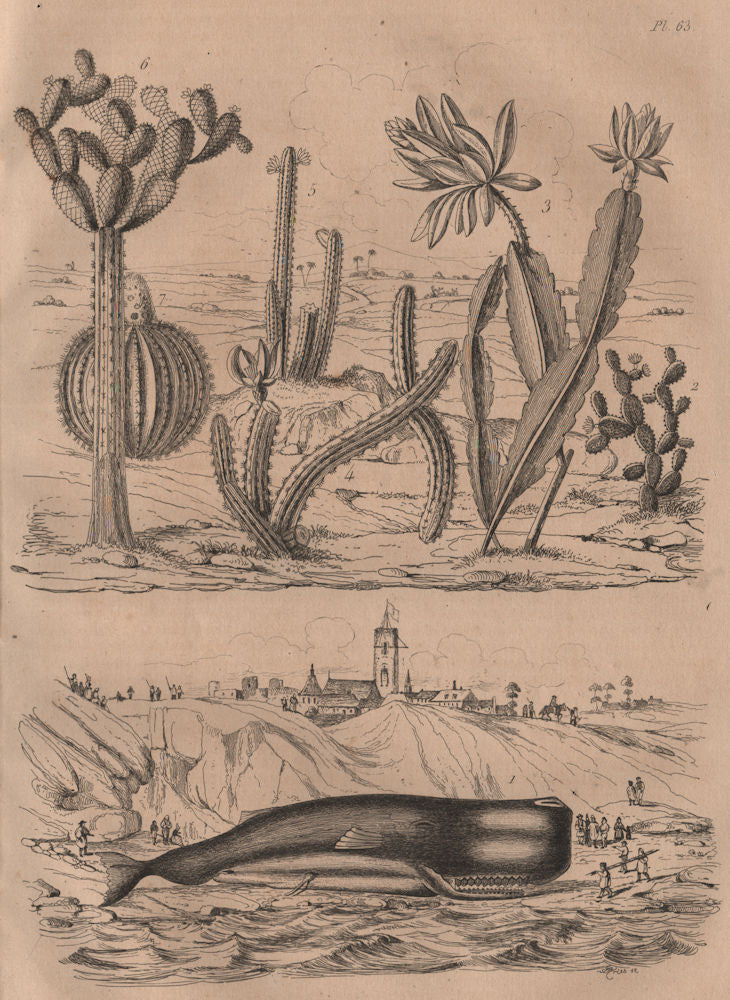 PLANTS. Cachalot (Sperm Whale). Beached. Cactiers (Cactus) 1834 old print